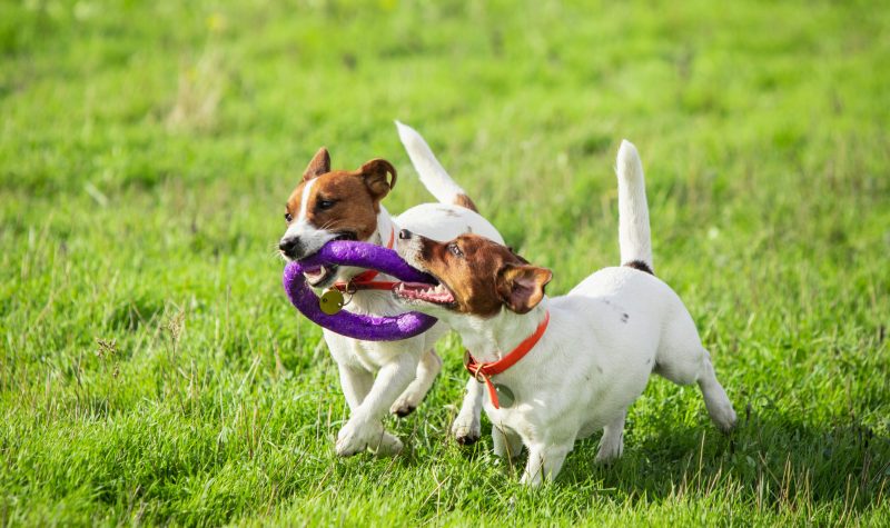 Sportive dog performing during the lure coursing in competition