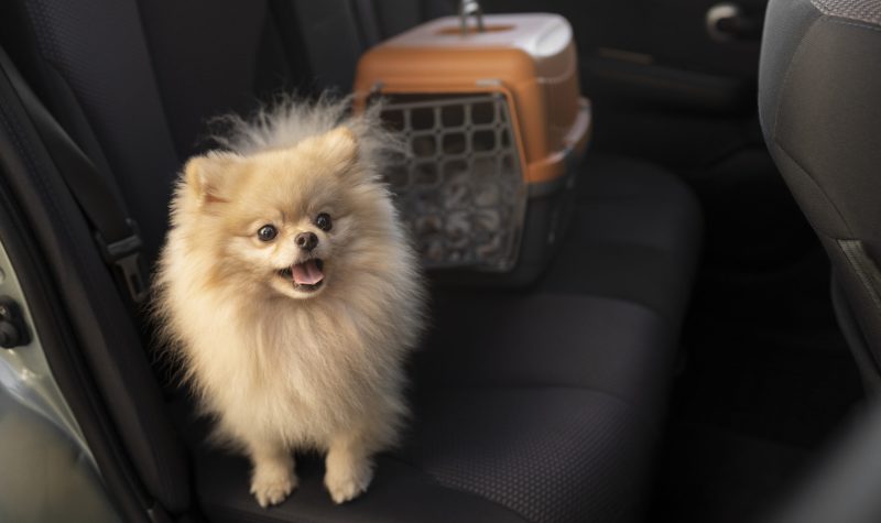 cute-dog-with-carrier-car