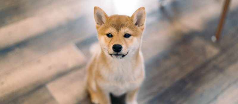 dog-puppy-cute-ears-furry-dogs-shiba-inu-shiba_t20_yR27wx