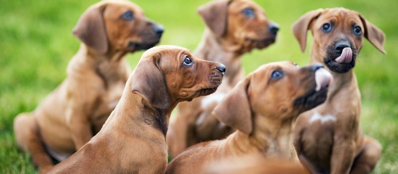 puppies-waiting-for-food-J7JVTV5