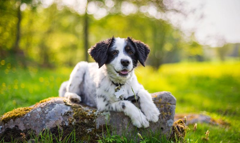 sunset-dog-summer-puppy-happy-golden-hour_t20_LQAa9K