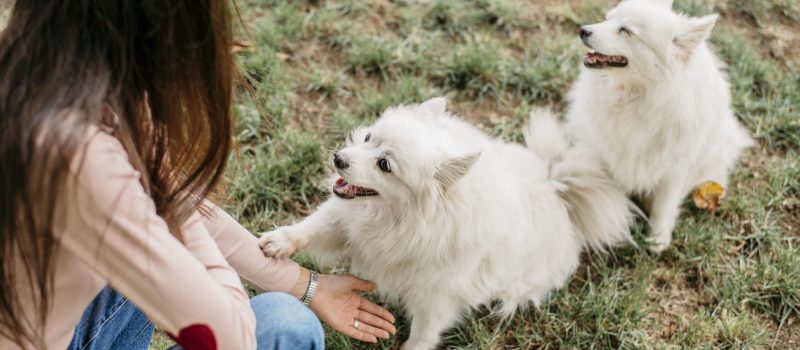 woman-playing-with-cute-dogs